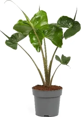A potted Alocasia Stingray plant against a white background.