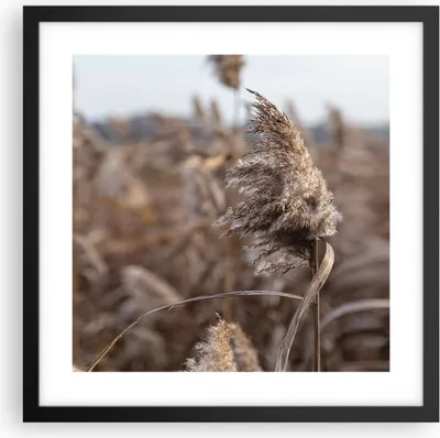 Produktbild von Gerahmtes Poster - Schwarzer Rahmen - Boho Ähren Gras - 40x40 cm - Wand Bild - Wanddeko - Wandbilder - Kunstposter - Wandposter - Bilderrahmen - Bilder - Kunstdruck - Wanddekoration - P2BAC40x40-4763