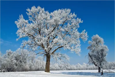 Produktbild von Wallario Wandbild aus Acryl, 90 x 60 cm, freischwebende Optik - Schneebedeckter Baum mit blauen Himmel
