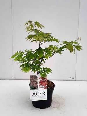 Produktbild von Acer jap. 'Aconitifolium' - Feuerahorn 30- 40 cm Container