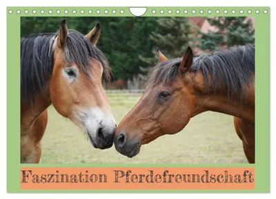 Produktbild von Faszination Pferdefreundschaft (Wandkalender 2027 DIN A4 quer), CALVENDO Monatskalender