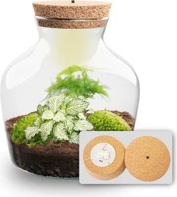 Produktbild von Flaschengarten - Little Joe - Ökosystem mit Pflanzen im Glas - ↑ 21,5 cm