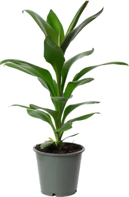 Produktbild von Keulenlilie Glauca - Cordyline - Höhe ca. 40 cm, Topf-Ø 12 cm