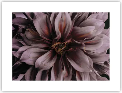 Produktbild von Poster - Poster ohne Rahmen - Blumenstrauß Künstlerisch Blume - 40x30 cm - Wand Bild - Wanddeko - Wandbilder - Kunstposter - Wandposter - Bilder - Kunstdruck - Wanddekoration - P2XAA40x30-5019
