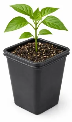 Obrázok produktu pre sadbovač plastový 7x7cm výška 8cm balenie 20ks