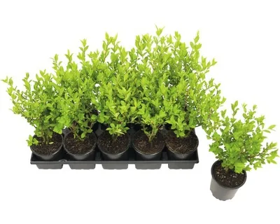 Obrázek produktu pro Ptačí zob vejčitolistý FloraSelf Ligustrum ovalifolium výška 20-40 cm květináč 0,6 l 1 ks