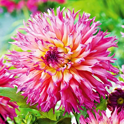 Produktbild von Dahlie Knolle Blüten Sommerblumen Herbstblumen Gefranste Dahlie Nenekazi 1 St.