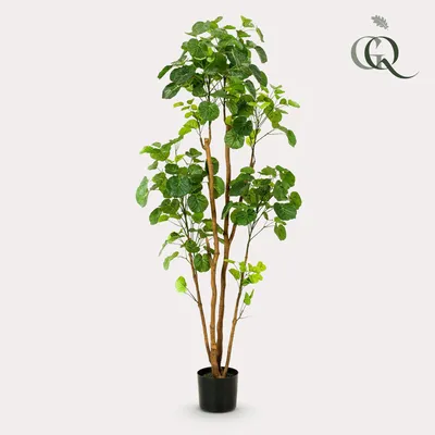 Image de Green boutiQ - Plante artificielle - Polyscias - Aralia - 160 cm - Vert - Sans entretien - Haute qualité