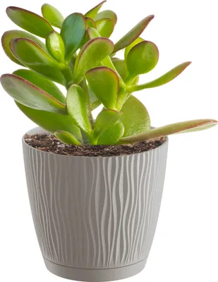 Zdjęcie produktu dla Doniczka Donica Okrągła Z Podstawką Do Domu Na Taras Sandy P 12,9 Cm Mocca