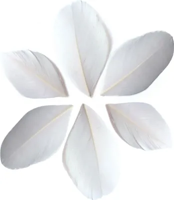 Immagine prodotto di 100 piume tagliate - Bianco 6 cm