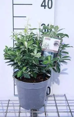 Zdjęcie produktu dla Euonymus jap. 'Pierrolino'® - Krzew skrzydłokwiat korkowaty 20- 25 cm pojemnik
