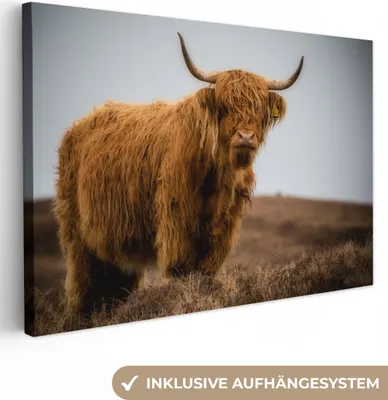 Produktbild von OneMillionCanvasses® - Leinwandbilder - 140x90 cm, Schottisches Hochlandrind - Düne - Gras, Wandbilder Kunstdruck Wanddekoration