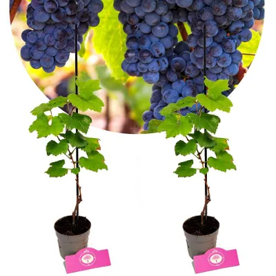 Two potted grapevines with bunches of grapes and green leaves are shown against a white background.