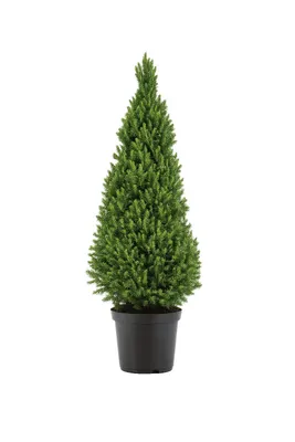 Produktbild von Picea glauca Conica 50 cm Zuckerhutfichte Zwergfichte Kegelfichte Immergrüne Konifere Winterhart für Garten Kübel Terrasse