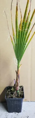 Image de Washingtonia filifera / Palmier de Californie