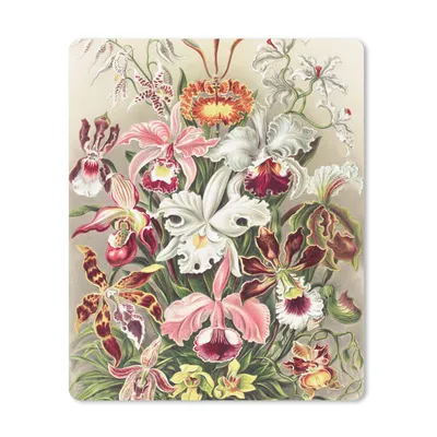 Produktbild von MuchoWow® Mauspad Mousepad Blumen - Ernst Haeckel - Jahrgang - Orchidee 30x40 cm - Mousepads - Maus Mat - Pad - Mausunterlage - Mausmatten