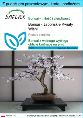Zdjęcie produktu dla SAFLAX - Zestaw prezentowy - Bonsai - Japońskie Kwiaty Wiśni - 30 Nasiona - Z pudełkiem upominkowym, etykietą wysyłkową, kartą podarunkową i podłożem uprawowym - Prunus serulata