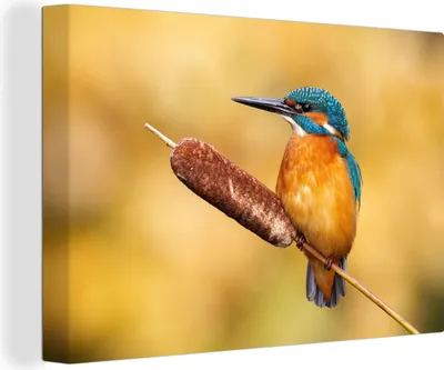 Obrázok produktu pre OneMillionCanvasses® - Obrazy na plátne - 140x90 cm, Rybárik - Príroda - Vták, Nástenná umelecká tlač Nástenná dekorácia - Fotografia na plátne - Maľba na drevenom ráme
