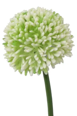Produktbild von Kunstblume ALLIUM ca 44cm. Blütenkopf ca 6,5cm. WEISS