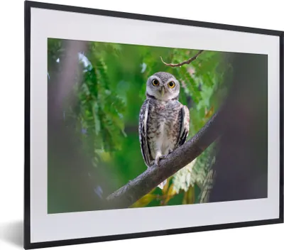 Produktbild von MuchoWow® MuchoWow® Gerahmtes Poster Eule auf Ast sitzend 40x30 cm - Poster mit zchwarzem Bilderrahmen - Bilderrahmen - Poster im Rahmen