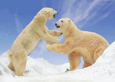 Produktbild von 3 D Ansichtskarte kämpfende Eisbären, Postkarte Wackelkarte Hologrammkarte, Tier Eisbär