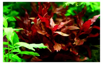 Produktbild von Aquarium Pflanze Alternanthera reineckii 'Rosanervig' I Wasserpflanze für Aquarien I Stängelpflanze voll durchwurzelt und pflegeleicht für Aquascaping