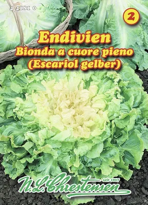 Produktbild von Sommerendivie Bionda a cuore piene | Endiviensalatsamen von N.L. Chrestensen