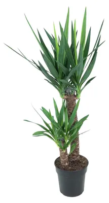 Zdjęcie produktu dla Yucca Elephantipes - 90-100cm - Ø21cm - Roślina doniczkowa - Zimozielony