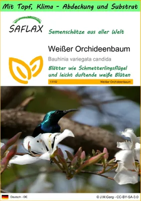 Produktbild von SAFLAX Garden to go - Weißer Orchideenbaum - Bauhinia variegata candida - 5 Samen - Mit Topf, Klima - Deckel und Anzuchtsubstrat