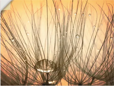 Produktbild von ARTland Wandbild, selbstklebend Pusteblume I Größe: 40x30 cm