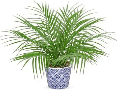 Obrázek produktu pro Umělá palma v keramickém květináči, 40 cm, umělé rostliny do obývacího pokoje, dekorace na stůl