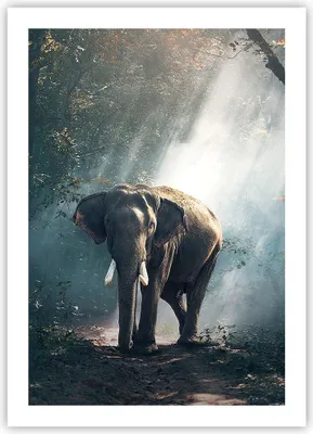 Produktbild von Poster - Poster ohne Rahmen - elefant natur - 50x70 cm - Wand Bild - Wanddeko - Wandbilder - Kunstposter - Wandposter - Bilder - Kunstdruck - Wanddekoration - Wandbild - P2XPA50x70-3972