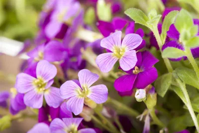 Zdjęcie produktu dla Aubrieta x cultorum 'Kitte', Blaukissen, fioletowy, ok. 9x9 cm Topf