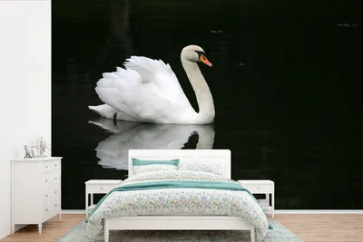 Produktbild von MuchoWow® Fototapete für Wohnzimmer oder Schlafzimmer Wandtapete Vinyl Motivtapete Schwan - Wasser - Schwarz - 360x240 cm - Vinyl-Tapete