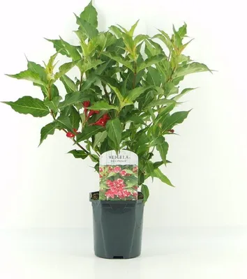 Produktbild von Weigela „Red Prince“ – Blühstrauch 40–60 cm | Rote Zierstrauch Glockenblume für Garten, Hecke & Beet