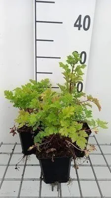 Zdjęcie produktu dla 6 x Tanacetum parthenium - Marguerite - doniczka 9 x 9 cm