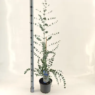 Obrázek produktu pro Eucalyptus gunnii Silverana ('Ion40'PBR) – eukalyptus pravý | 100–120 cm v květináči