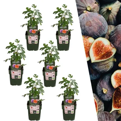 Image de Plants by Frank | 6 plants de figuier 100 %| Ficus carica | Figuier | Verger | Potager | Plantes de jardin