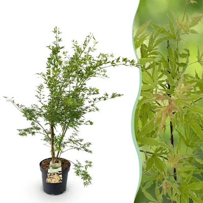 Produktbild von Japanischer Ahorn Acer palmatum Metamorphosa, laubabwerfende Gartenpflanze in