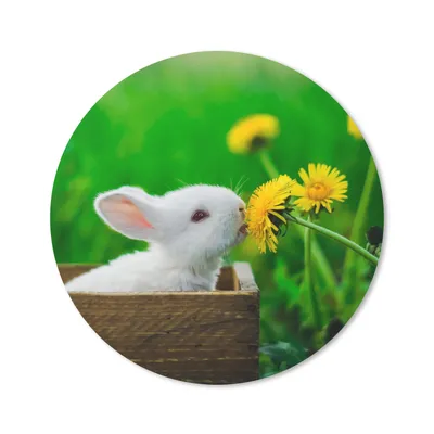 Produktbild von MuchoWow® Mauspad Mousepad Kaninchen - Löwenzahn - Gras 50x50 cm - Mousepads - Maus Mat - Pad - Mausunterlage - Vinyl
