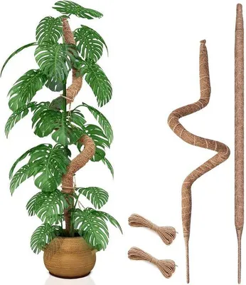 Produktbild von Biegfähige Pflanzstange für Kletterpflanzen - 2er-Pack - 70 cm