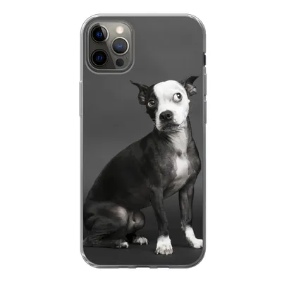 Produktbild von MuchoWow® Handyhülle Schutzhülle Hülle für iPhone 12 Pro Max Hund - Spot - Porträt Silikon Softcase Handy Hülle
