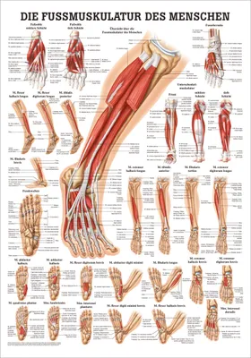 Produktbild von Die Fußmuskulatur Mini-Poster Anatomie 34x24 cm medizinische Lehrmittel