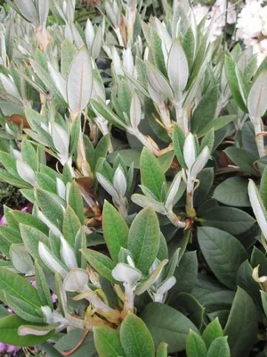 Produktbild von Rhododendron taliense Honigduft - Zwerg-Rhododendron Honigduft