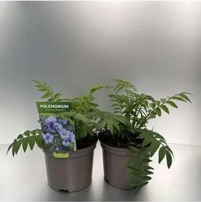 Produktbild von 6 x  Polemonium caer. 'Heaven Scent'® - Jakobsleiter - Topf 9 x 9 cm