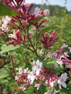 Produktbild von Herbstflieder Superba - Syringa microphylla - lange Blühdauer - stark duftend (60-80)