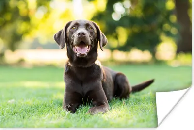 Produktbild von MuchoWow® Poster Ein Labrador Retriever liegt im Gras 180x120 cm - Fotoplakat