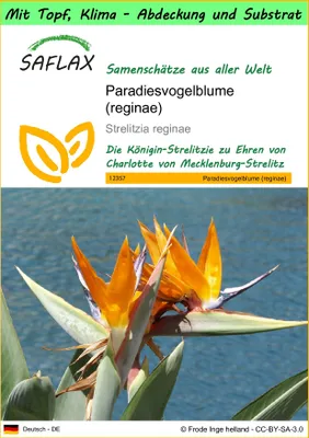 Produktbild von SAFLAX Garden to go - Paradiesvogelblume (reginae) - Strelitzia reginae - 5 Samen - Mit Topf, Klima - Deckel und Anzuchtsubstrat