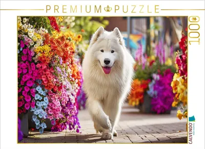 Produktbild von CALVENDO Puzzle Samojede im Sommer | 1000 Teile Lege-Größe 64x48cm Foto-Puzzle für glückliche Stunden