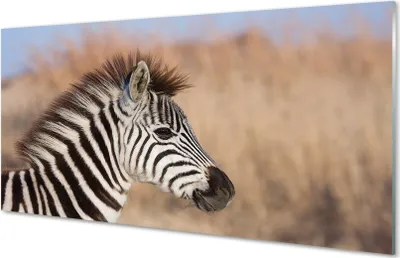 Produktbild von Glasbilder 120x60 Wandkunst Zebra